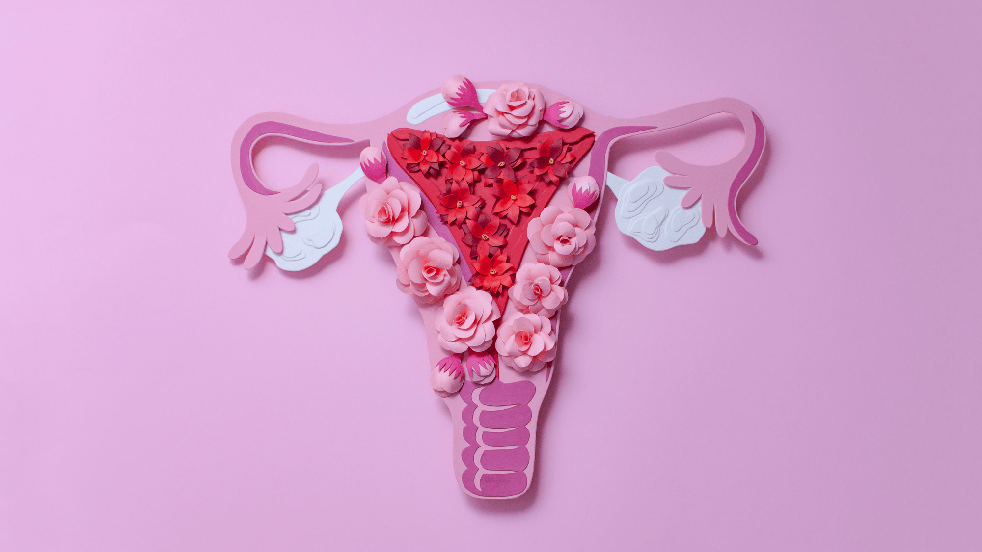 Decorative illustration of a uterus adorned with pink and red flowers on a pink background, representing female hormonal health and the estrogen-progesterone connection
